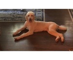Small Photo #1 Goldendoodle Puppy For Sale in TIMMONSVILLE, SC, USA
