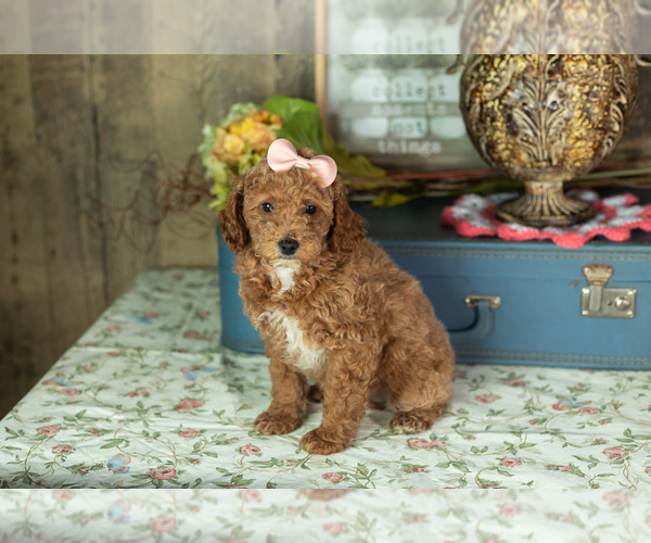 Medium Photo #31 Miniature Labradoodle Puppy For Sale in NAPPANEE, IN, USA