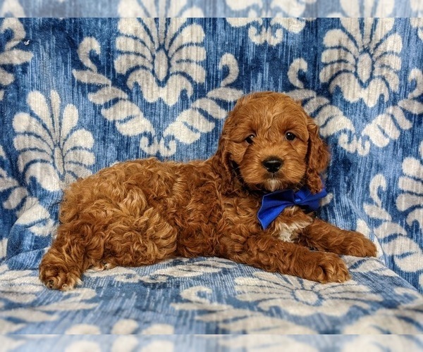 Medium Photo #3 Cocker Spaniel-Poodle (Miniature) Mix Puppy For Sale in NOTTINGHAM, PA, USA