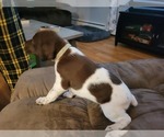 Small Photo #6 German Shorthaired Pointer Puppy For Sale in HAYWARD, WI, USA