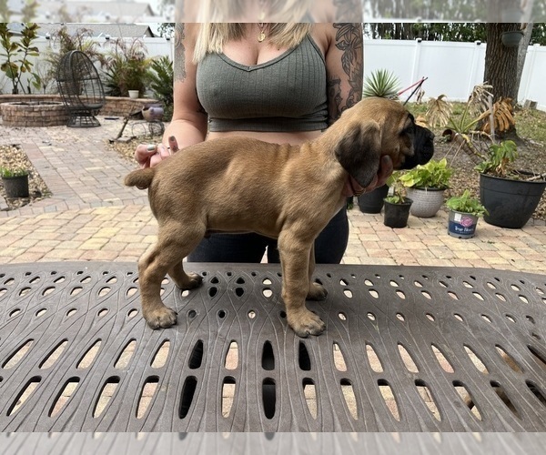 Medium Photo #20 Cane Corso Puppy For Sale in LAND O LAKES, FL, USA