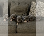 Small Photo #5 American Bully Puppy For Sale in ANDERSON, IN, USA