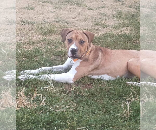 Medium Photo #2 American Pit Bull Terrier-Unknown Mix Puppy For Sale in Germantown, OH, USA