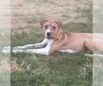 Small #1 American Pit Bull Terrier Mix