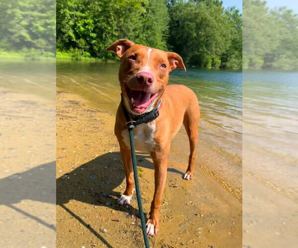 Medium Photo #4 American Pit Bull Terrier-Blue Lacy Mix Puppy For Sale in Rockaway, NJ, USA