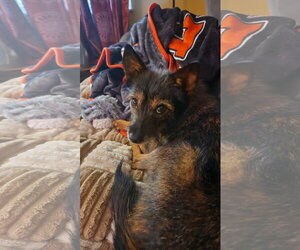 Mutt Dogs for adoption in Alexandria, KY, USA