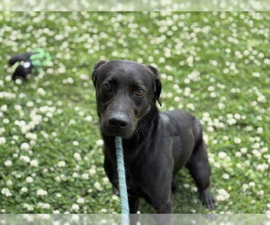 Labrador Retriever-Unknown Mix Dogs for adoption in Tulsa, OK, USA