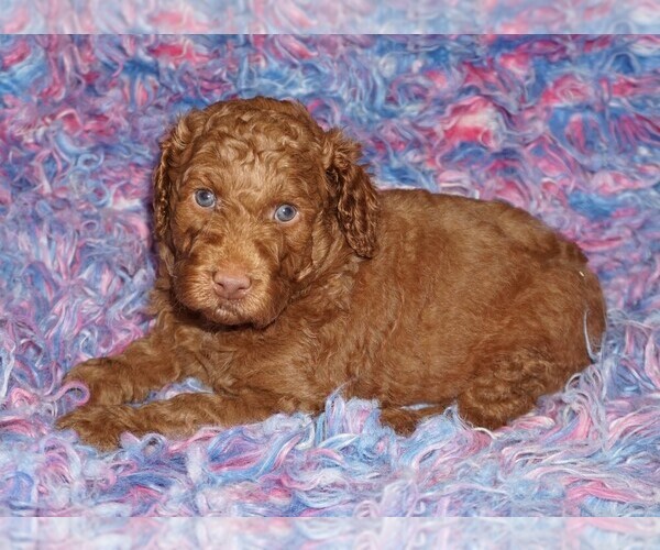 Medium Photo #1 Miniature Labradoodle Puppy For Sale in LA HABRA, CA, USA