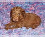 Image preview for Ad Listing. Nickname: dark red boy