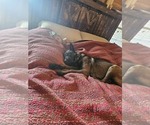 Small Photo #2 Belgian Malinois Puppy For Sale in BATESVILLE, IN, USA