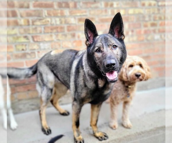 Medium Photo #6 German Shepherd Dog Puppy For Sale in Chicago, IL, USA