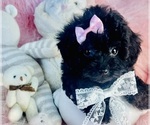 Small #2 Poodle (Toy)