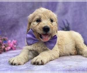 Goldendoodle Puppy for sale in LANCASTER, PA, USA