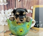 Small #3 Yorkshire Terrier