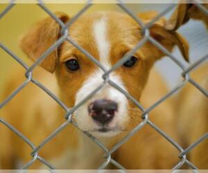 Labrador Retriever-Unknown Mix Dogs for adoption in Tulsa, OK, USA