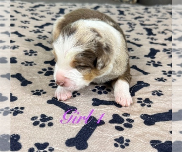 Medium Photo #52 Australian Shepherd Puppy For Sale in SALISBURY, NC, USA