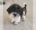 Small Photo #3 Shih Tzu Puppy For Sale in Potomac, MD, USA