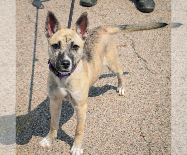 Medium Photo #2 Basenji-Boxer Mix Puppy For Sale in Huntley, IL, USA
