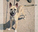 Small #1 Basenji-Boxer Mix