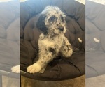 Small Photo #3 Labradoodle Puppy For Sale in STKN, CA, USA