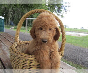 Poodle (Standard) Puppy for sale in KOKOMO, IN, USA
