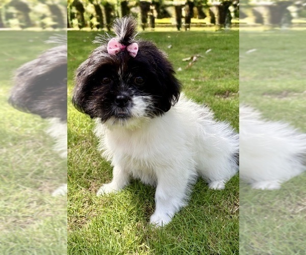 Medium Photo #5 Shih Tzu Puppy For Sale in FAIR HAVEN, MI, USA