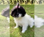 Small #4 Shih Tzu