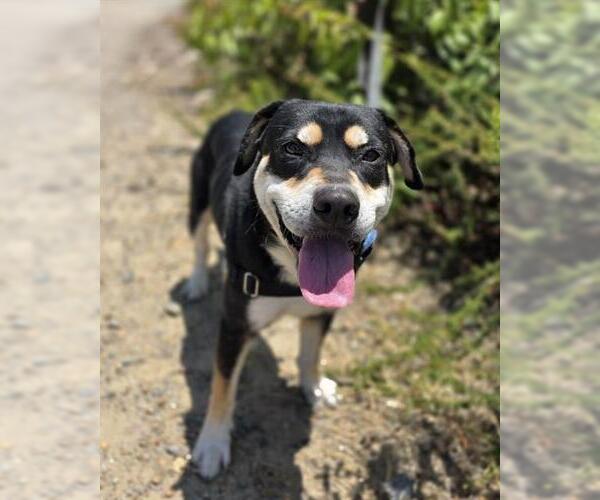 Medium Photo #3 Rottweiler-Unknown Mix Puppy For Sale in Chula Vista, CA, USA