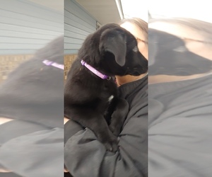 Collie-Labrador Retriever Mix Puppy for sale in KIMBALL, MN, USA