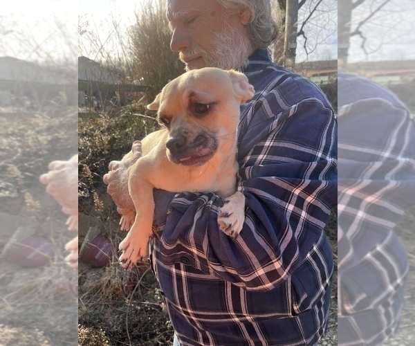 Medium Photo #65 French Bullhuahua Puppy For Sale in SPRAGGS, PA, USA