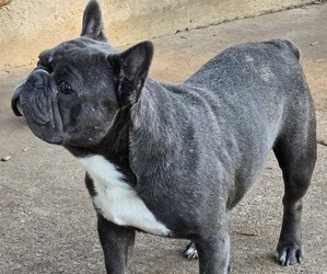 French Bulldog Puppy for sale in SPRINGFIELD, OR, USA