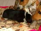 Small Photo #14 Border Collie-Pembroke Welsh Corgi Mix Puppy For Sale in ORCHARD, CO, USA