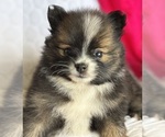Small #5 Pomeranian