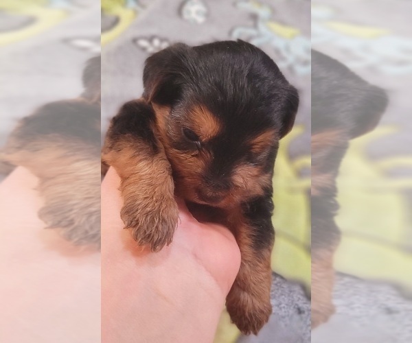 Medium Photo #46 Yorkshire Terrier Puppy For Sale in AKRON, OH, USA