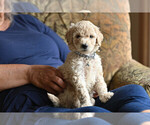 Small Photo #1 Goldendoodle Puppy For Sale in DES PLAINES, IL, USA