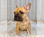 Small #2 French Bulldog