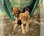 Small #1 Cavalier King Charles Spaniel