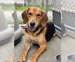 Small #2 Coonhound Mix
