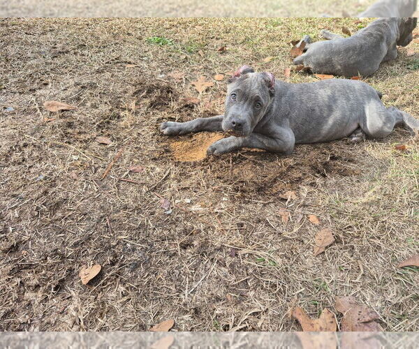 Medium Photo #6 Cane Corso Puppy For Sale in COLUMBIA, SC, USA