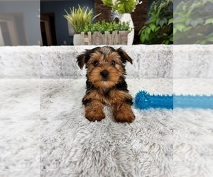 Yorkshire Terrier Puppy for Sale in GREENFIELD, Indiana USA