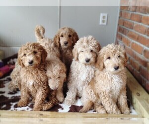 Goldendoodle Litter for sale in WATERTOWN, NY, USA