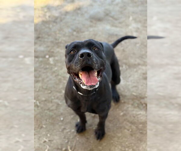 Medium Photo #1 Labrador Retriever-Unknown Mix Puppy For Sale in Riverside, CA, USA
