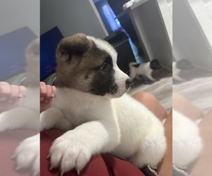 Akita Puppy for Sale in CONROE, Texas USA