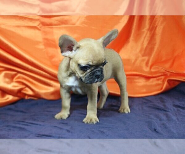 Medium Photo #3 French Bulldog Puppy For Sale in PURCHASE, NY, USA