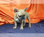 Small Photo #3 French Bulldog Puppy For Sale in PURCHASE, NY, USA