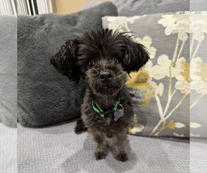 Maltipoo (Toy) Dogs for adoption in Santa Clara, CA, USA