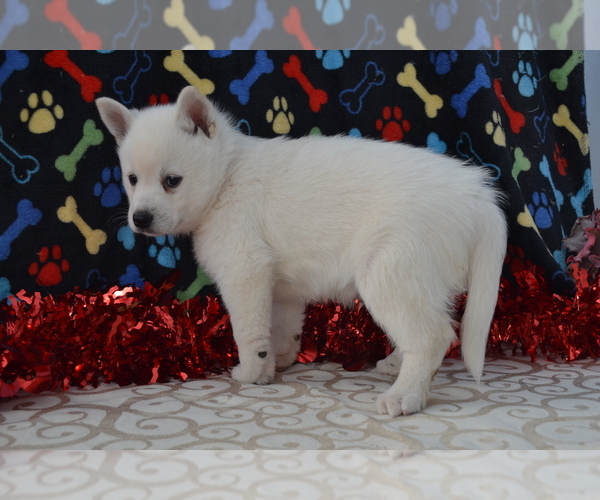 Medium Photo #5 Alaskan Klee Kai Puppy For Sale in GREENWOOD, WI, USA