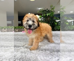 Soft Coated Wheaten Terrier Puppy for Sale in GREENFIELD, Indiana USA