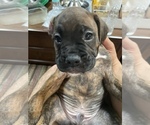 Small Photo #6 Boxer Puppy For Sale in HAMILTON, NJ, USA