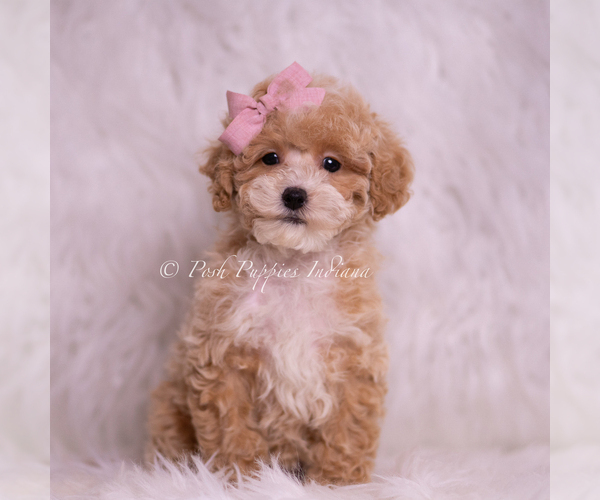 Medium Photo #6 Poodle (Toy) Puppy For Sale in WARSAW, IN, USA